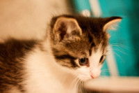 Apprendre à vivre avec son nouveau chat