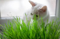 L'herbe à chat
