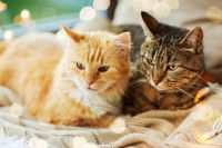 Un couple de chats allongés au chaud sur une couverture