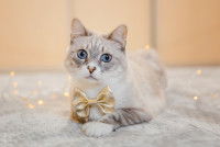 Un beau chat mâle colourpoint avec un noeud papillon