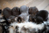 Des chatons tètent leur mère