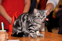 Un British Shorthair classic tabby lors d'une exposition féline
