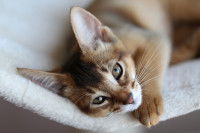 Un jeune Abyssin allongé sur le côté