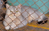 Un beau chat de race allongé dans une cage de refuge