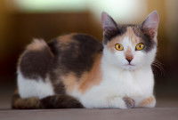 Une très belle chatte tricolore aux yeux jaune orangé