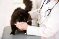 Un vétérinaire ausculte un chat noir et blanc à poil long