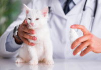 Un vétérinaire examine un chaton blanc pour une visite de routine