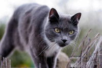 Un chat croisé Chartreux marche dans l'herbe