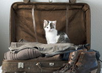 Un chaton assis sur une valise prêt à voyager