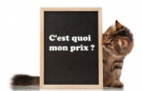 Un chat assis à coté d'un tableau noir