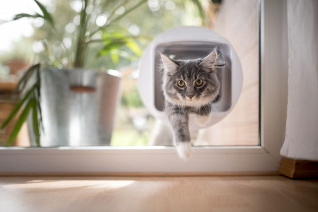 Un chat tigré passant par un chatière