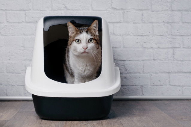 Un chat tigré et blanc assis dans sa litière