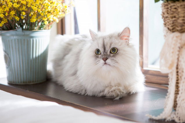 Un chat blanc à poil long couché sur le rebord de la fenêtre