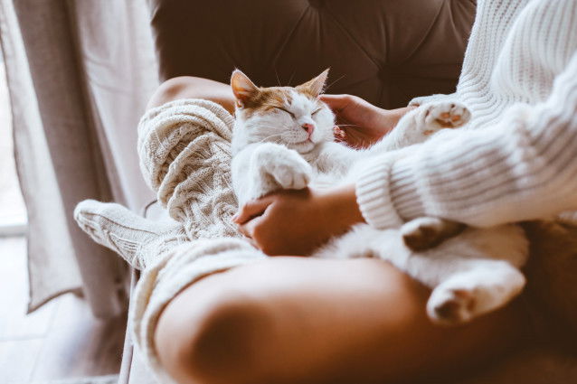 Un chat roux et blanc couché entre les jambes de sa maitresse