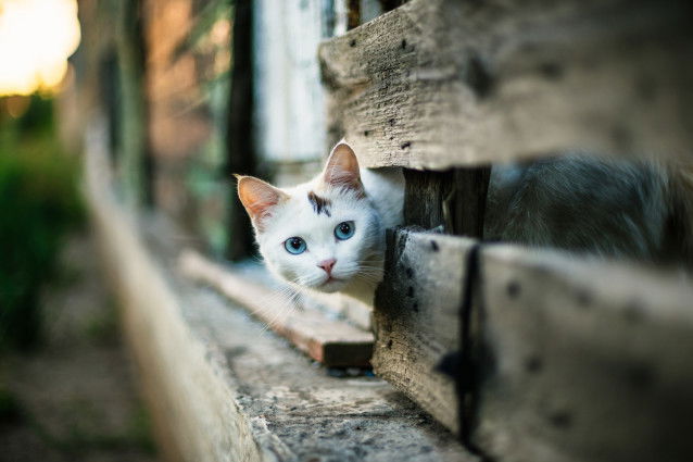 Un chat bicolore avec de beaux yeux bleus