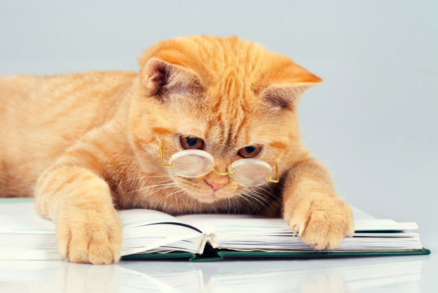 Un chat tigré roux avec des lunettes lisant un livre