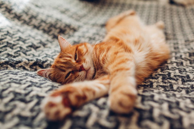 Un chat tigré roux s'étirant de tout son long sur un lit