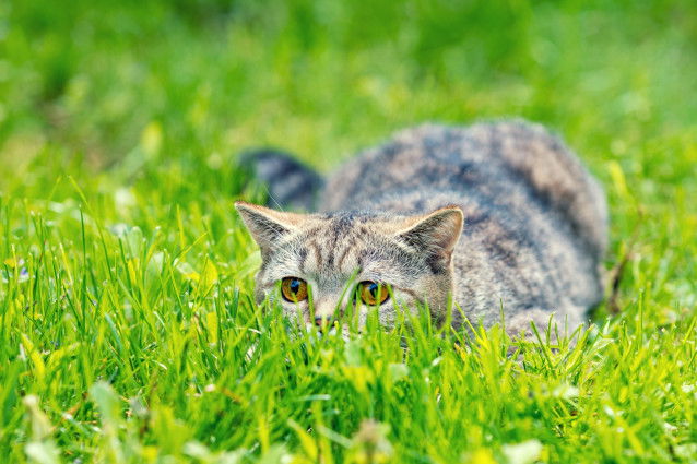 Un chat tigré tapi dans l'herbe