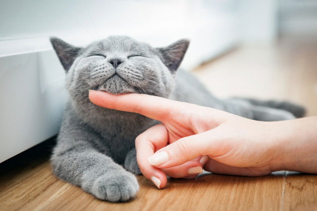 Un chat gris en train de se faire caresser le menton