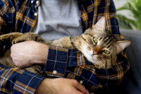 Un chat tigré dans les bras de son maitre