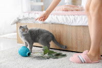 Un maitresse grondant son chat gris