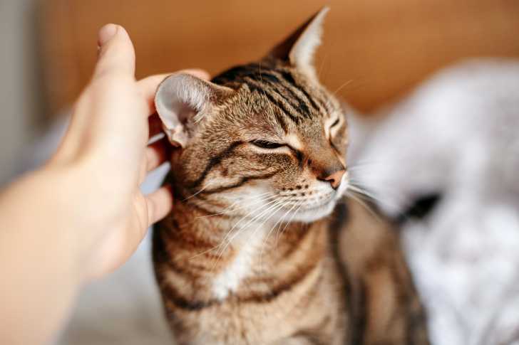 Quel Prix Pour Un Chat De Race