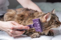 Une personne brossant les poils d'un chat