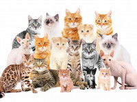 Une image de différentes races de chats côte à côte