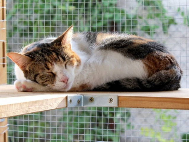 Un chat qui dort dans un refuge
