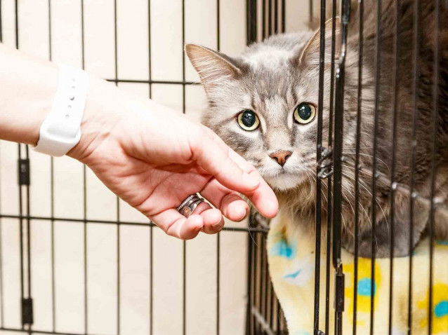 Une potentielle adoptante en train de caresser un chat d'un refuge