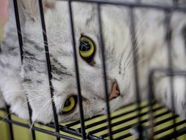 Un chat tigré gris clair se reposant dans sa cage