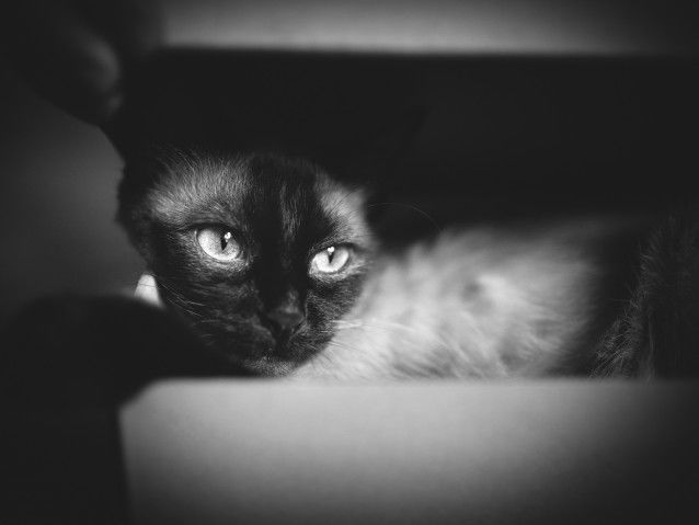 Un chat couché observant devant lui de potentiels nouveaux maîtres
