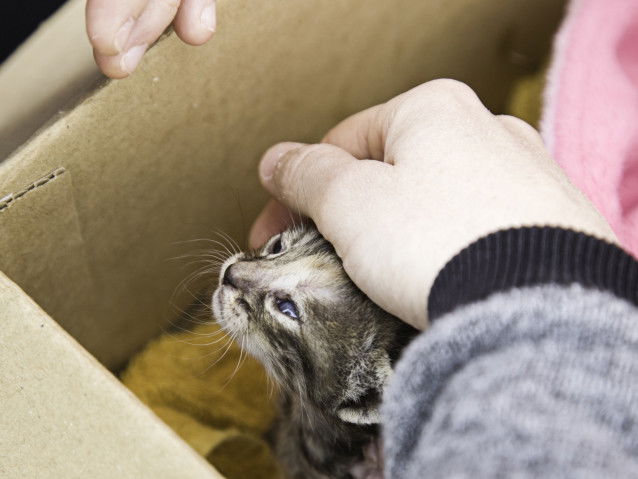Un petit chaton tigré dans une boîte en carton venant d'être adopté