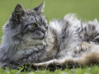Un chat au pelage gris et blanc allongé dans l'herbe