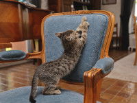 Un chat en train de faire ses griffes sur le dos d'un fauteuil
