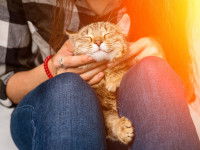 Un chat installé sur les cuisses de sa maîtresse tandis que celle-ci le masse