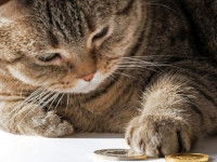 Un chat en train de jouer avec des pièces de monnaie