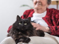 Une femme âgée avec un chat noir âgé sur ses genoux