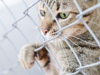 Un chat derrière un grillage