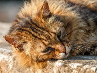 Un chat tabby allongé sur un rebord en pierre