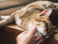 Un chat tabby allongé en train d'être caressé dans le cou