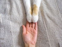 Un chat posant ses deux pattes sur la main de son propriétaire