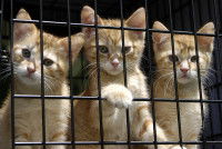 Trois chatons roux dans une cage