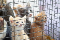 Plusieurs chatons assis dans une cage