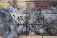 Des chatons Maine Coon dorment dans une cage