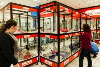 Une animalerie avec des chats en cage