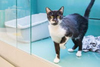 Un chat dans une animalerie