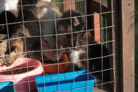 Des chatons enfermés dans une cage