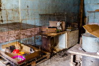 Des chats dans des cages sales