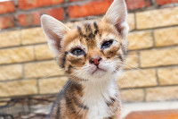 Un chaton tigré avec les yeux qui coulent